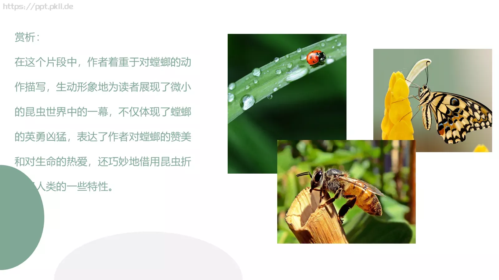 读书分享PPT模板 第 13 页预览图