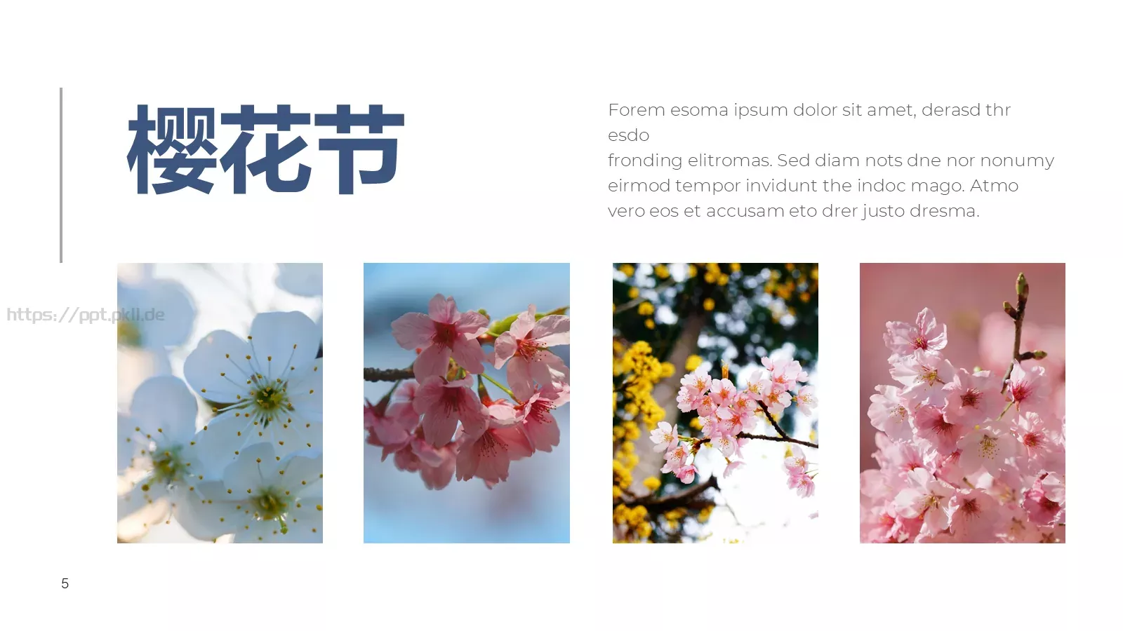 樱花节旅游相册PPT模板 第 5 页预览图