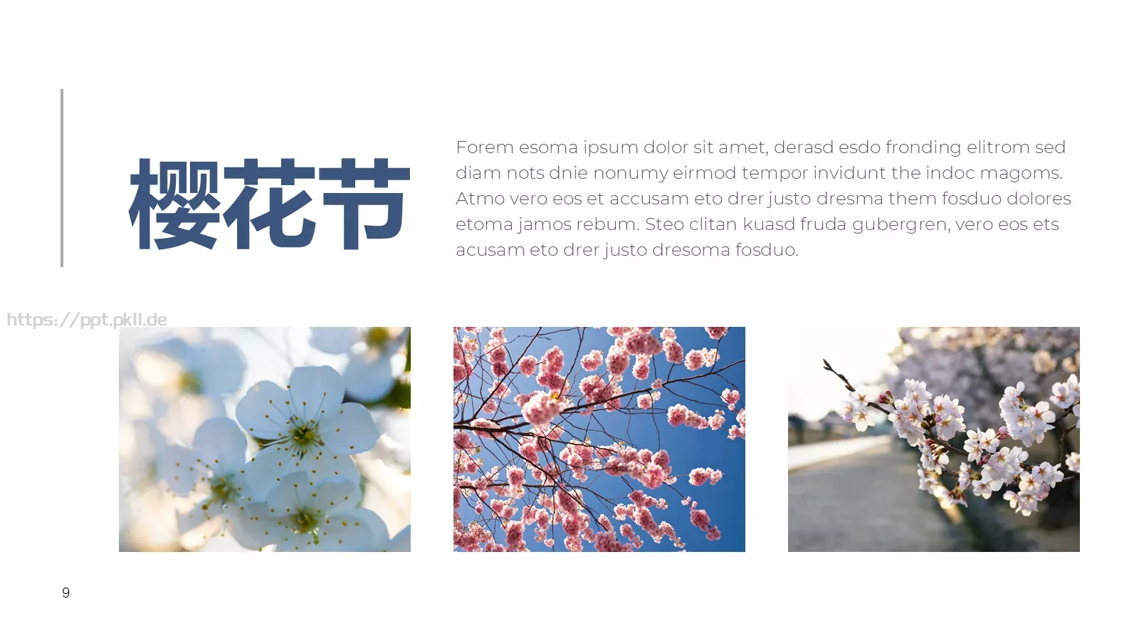 樱花节旅游相册PPT模板 第 9 页预览图