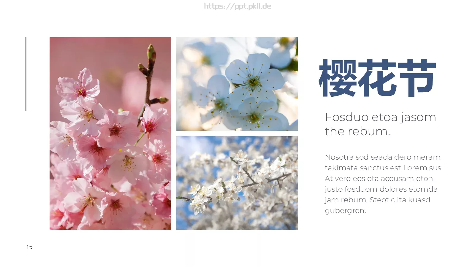 樱花节旅游相册PPT模板 第 15 页预览图