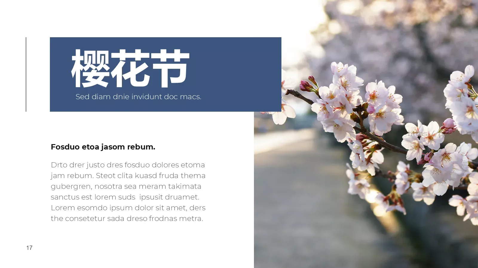 樱花节旅游相册PPT模板 第 17 页预览图