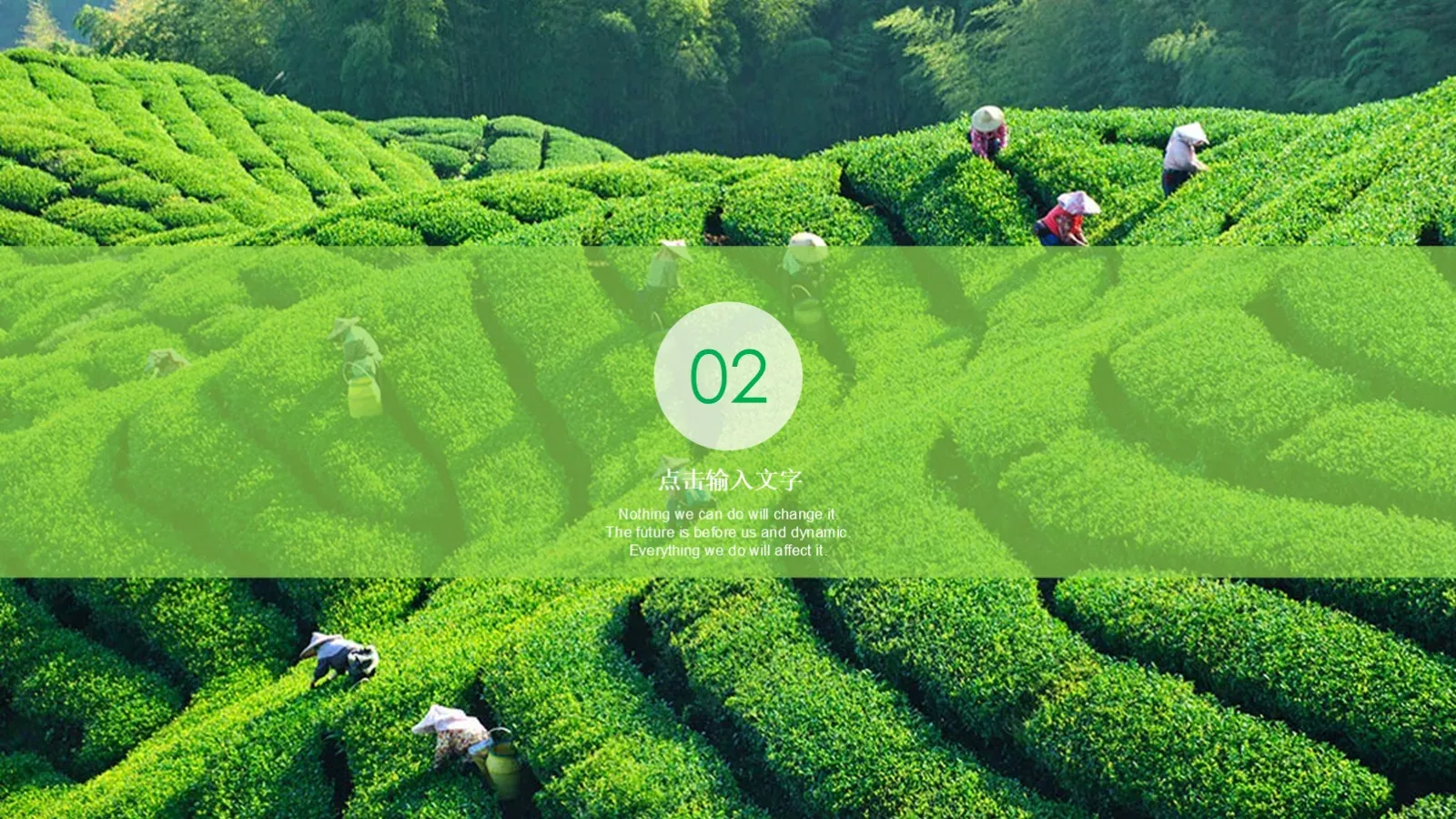 茶文化介绍PPT模板 第 8 页预览图