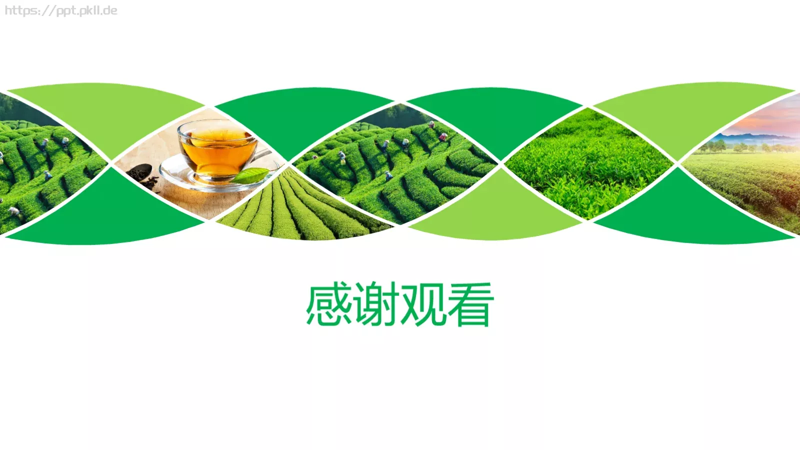 茶文化介绍PPT模板 第 22 页预览图
