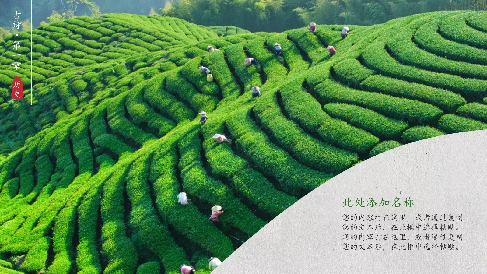 茶文化介绍PPT模板 第 4 页缩略图