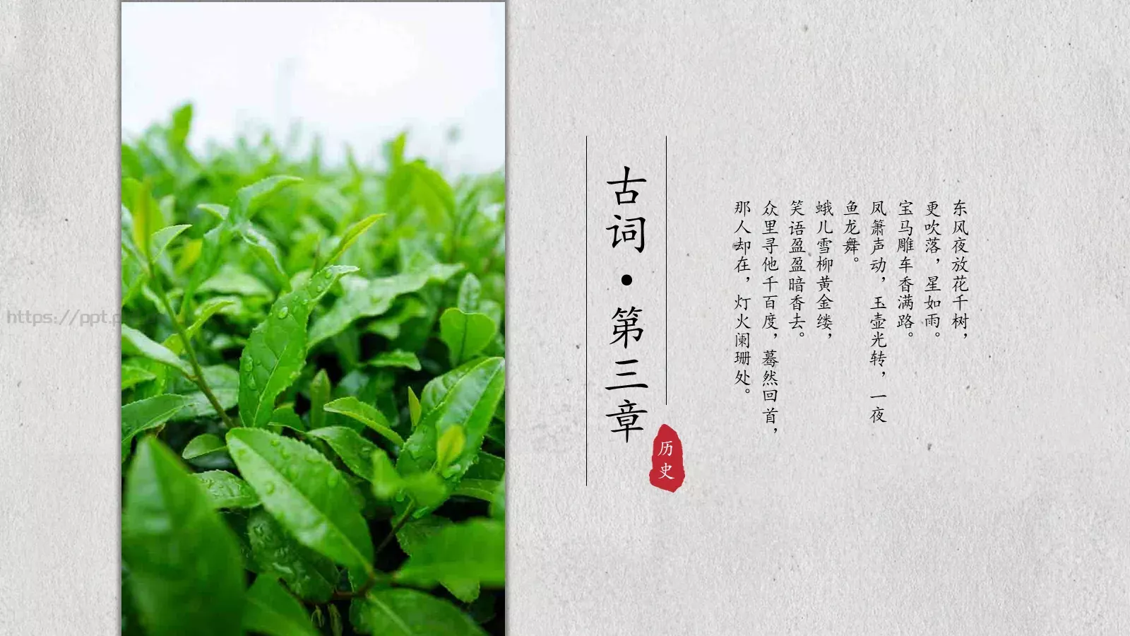 茶文化介绍PPT模板 第 14 页预览图