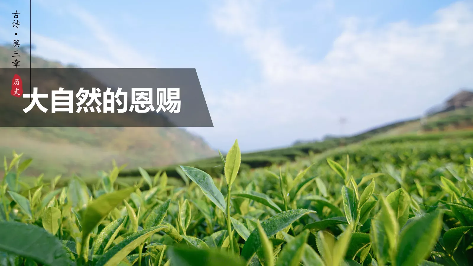 茶文化介绍PPT模板 第 16 页预览图