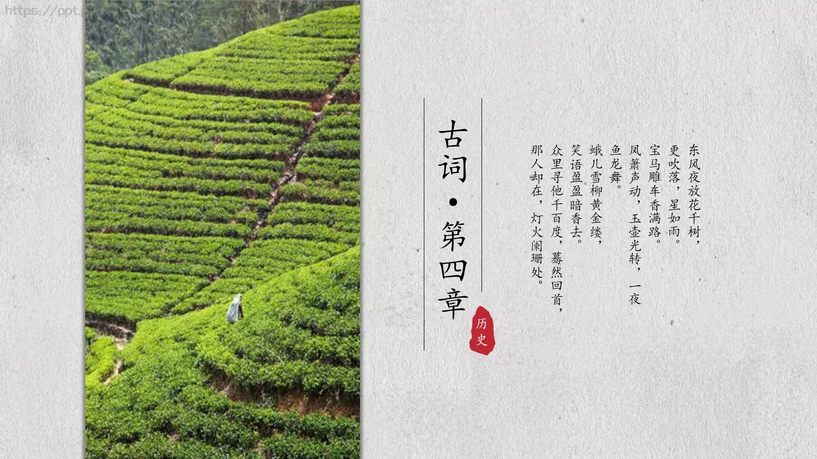 茶文化介绍PPT模板 第 20 页预览图