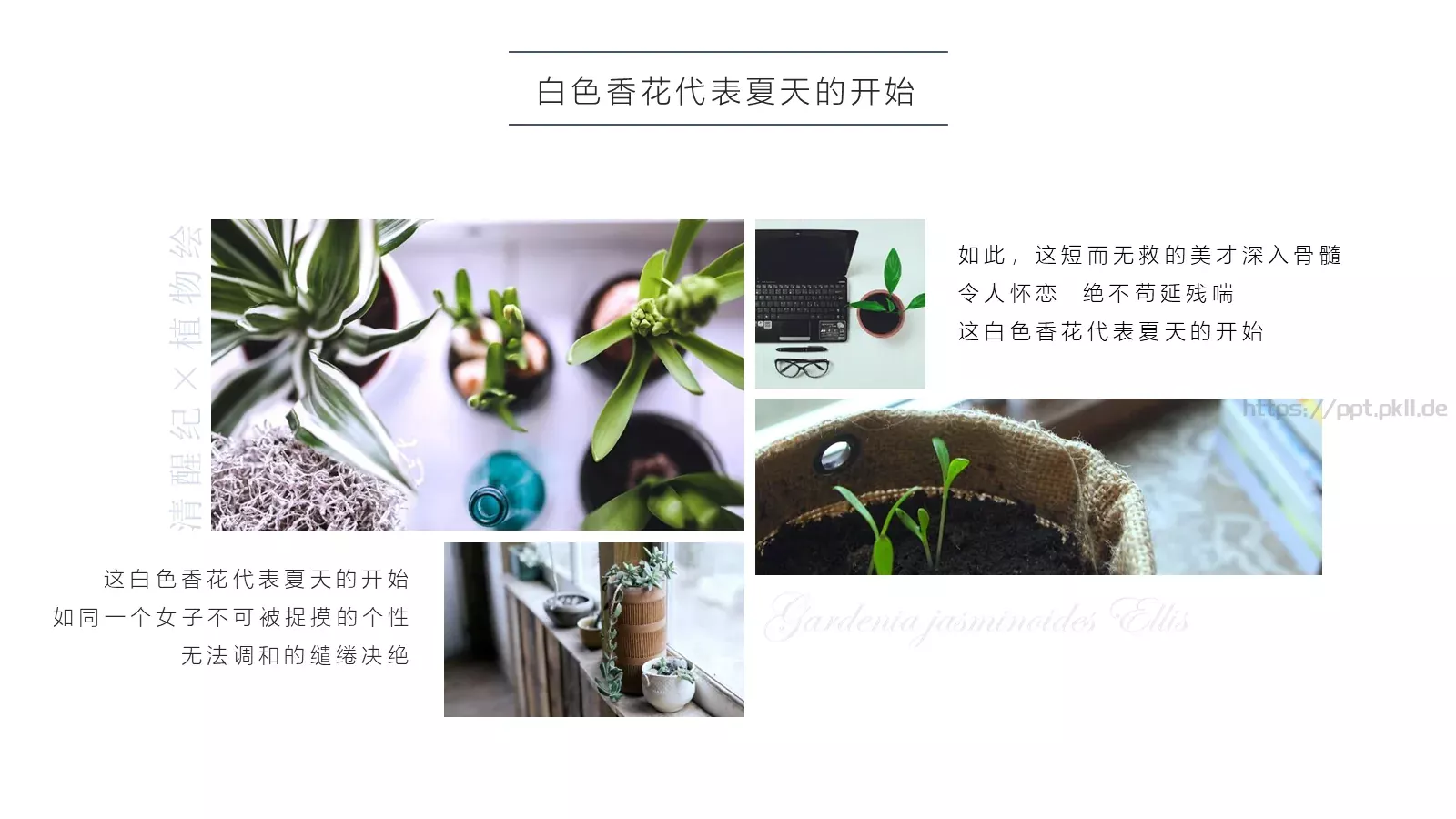 一簇蓝色精灵的小确幸PPT模板 第 5 页预览图