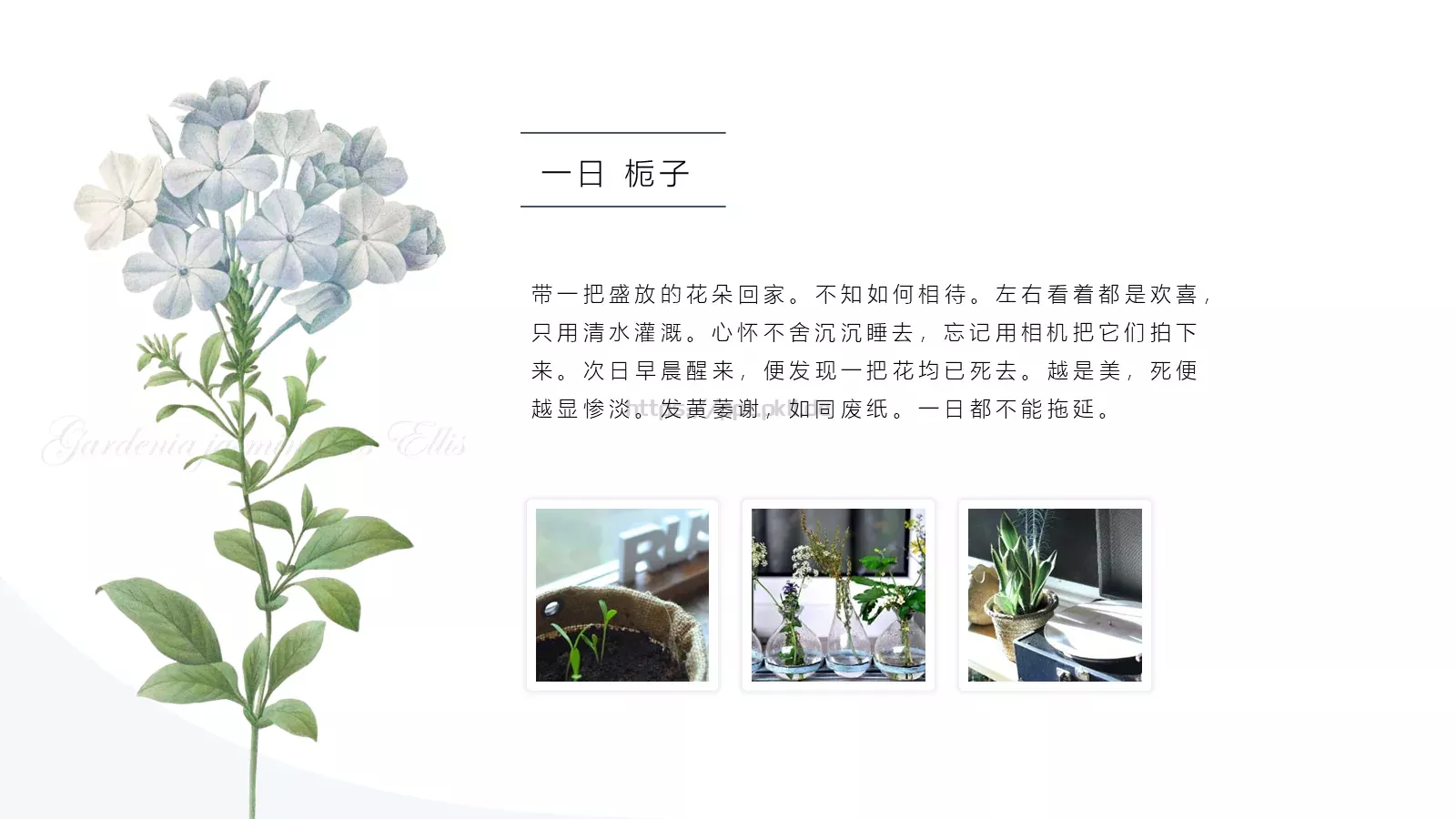 一簇蓝色精灵的小确幸PPT模板 第 4 页缩略图