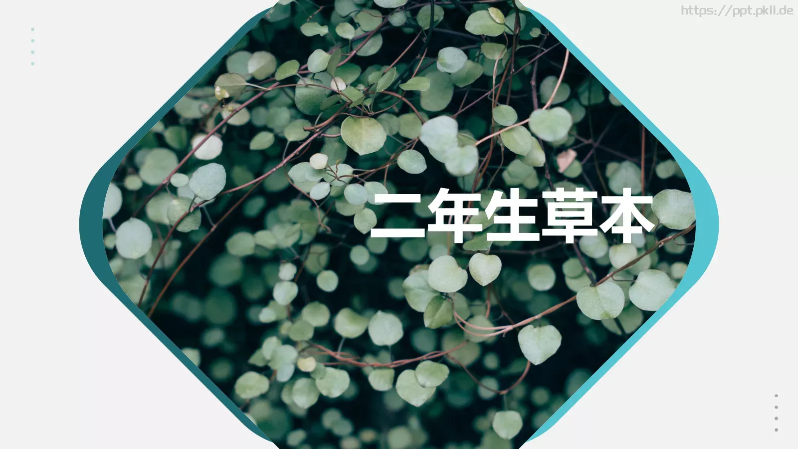 森系植物纪清新通用PPT模板 第 5 页预览图