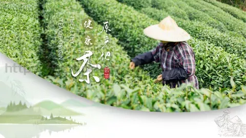 清新绿色茶产品宣传介绍PPT模板 缩略图