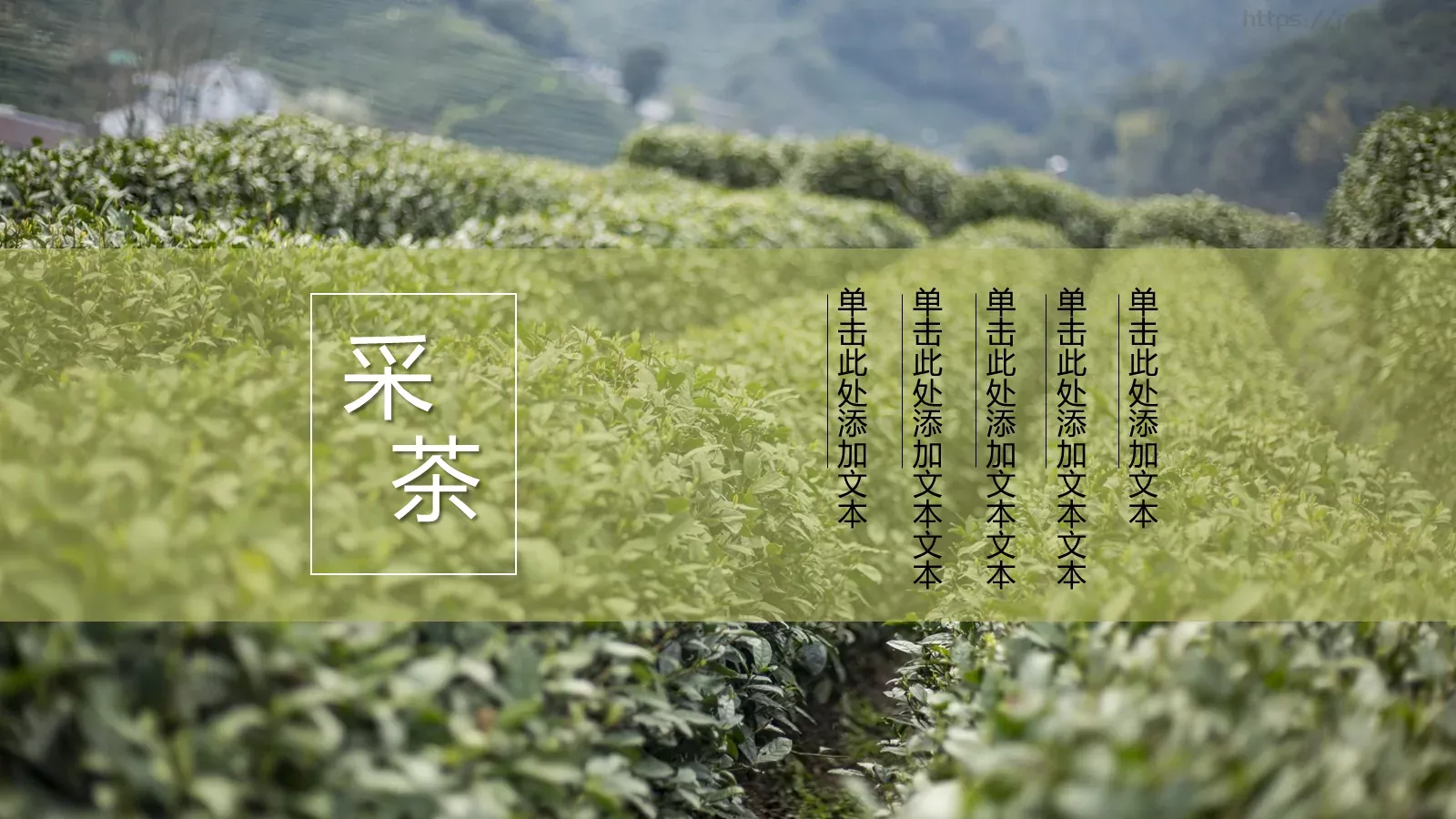 清新绿色茶产品宣传介绍PPT模板 第 5 页预览图