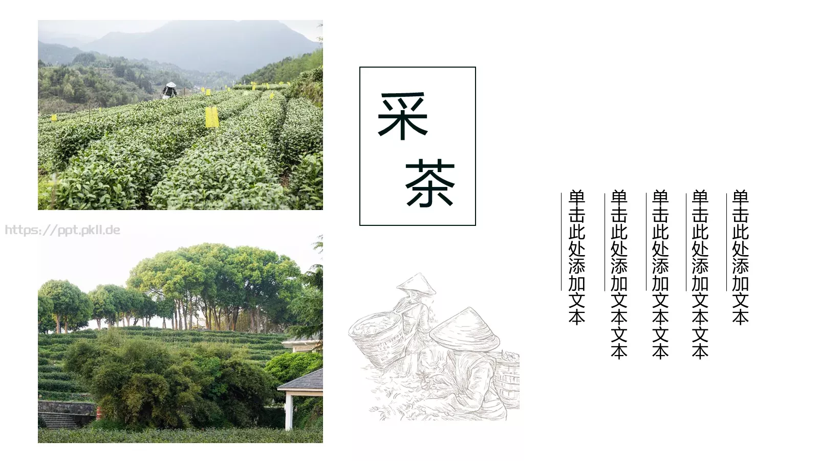 清新绿色茶产品宣传介绍PPT模板 第 6 页预览图