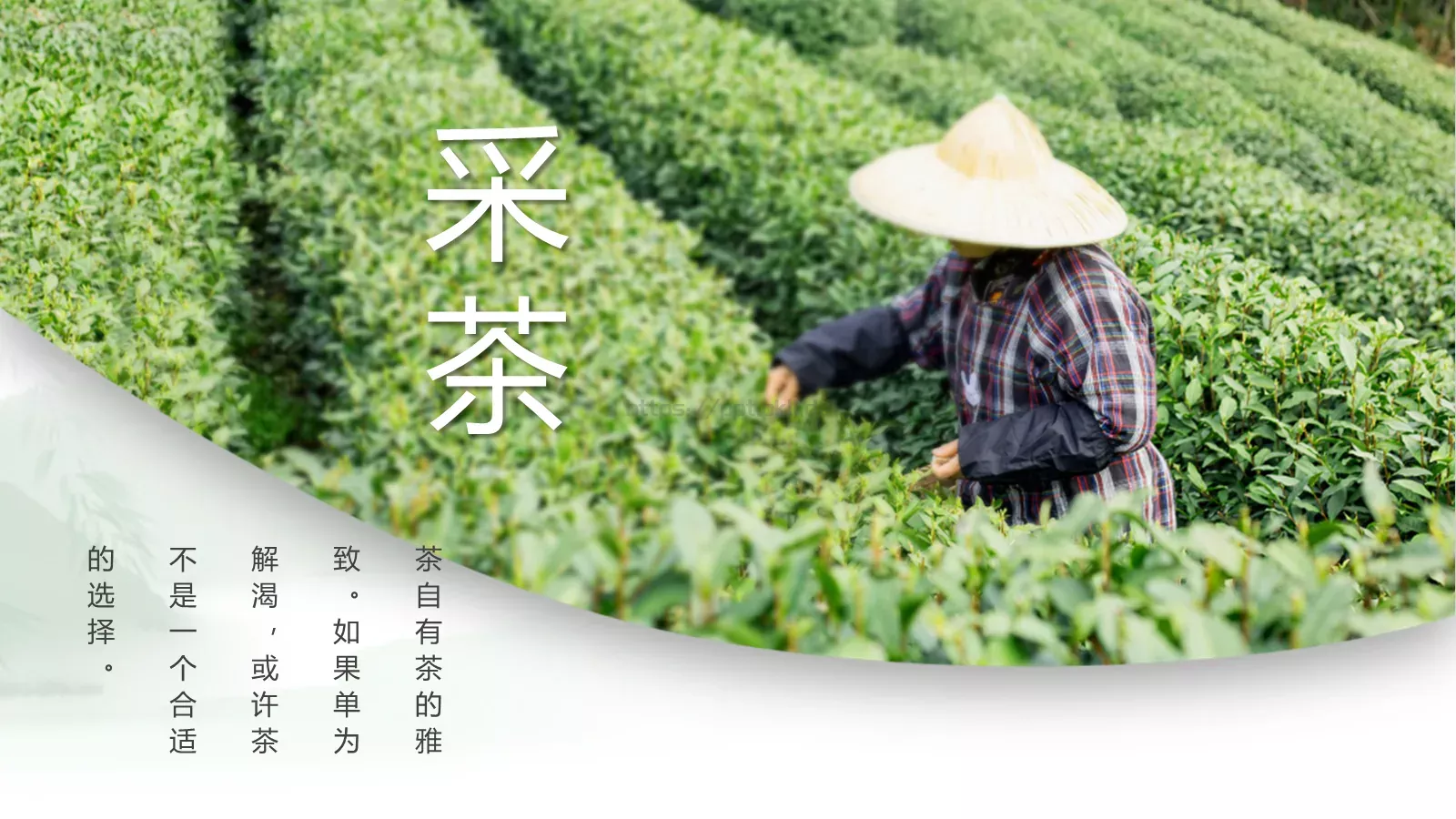 清新绿色茶产品宣传介绍PPT模板 第 4 页缩略图