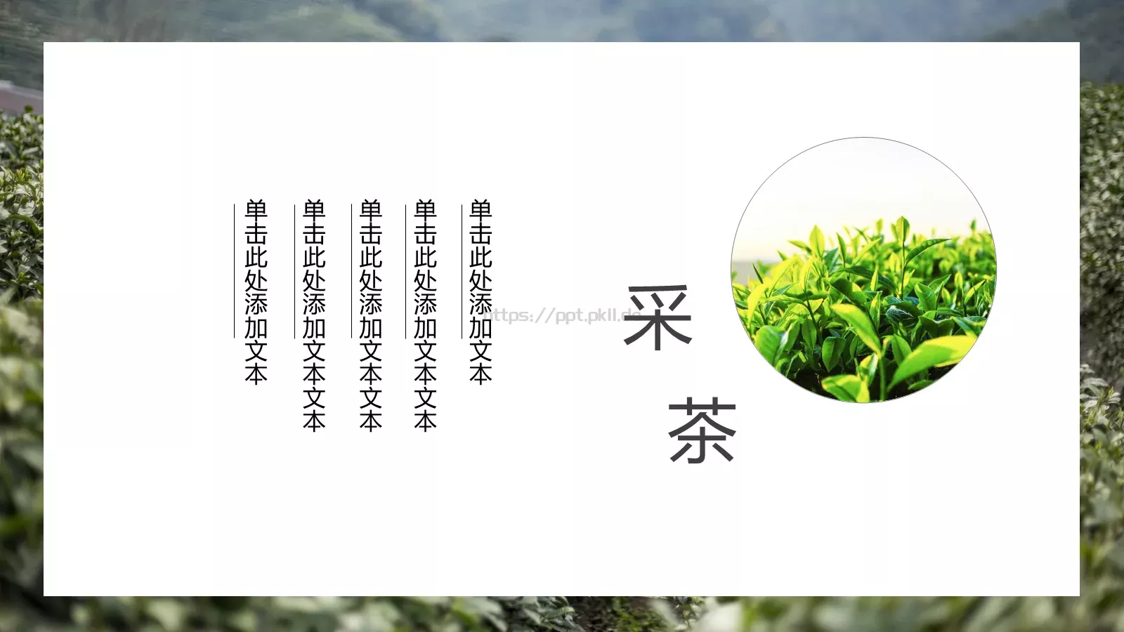 清新绿色茶产品宣传介绍PPT模板 第 7 页预览图
