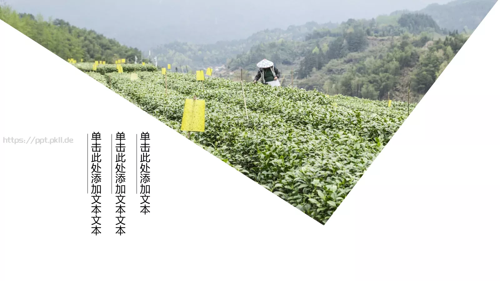清新绿色茶产品宣传介绍PPT模板 第 16 页预览图