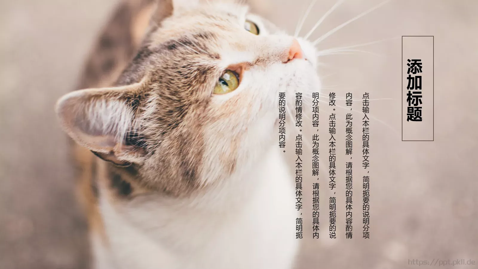 小猫咪萌宠可爱通用PPT模板 第 6 页预览图