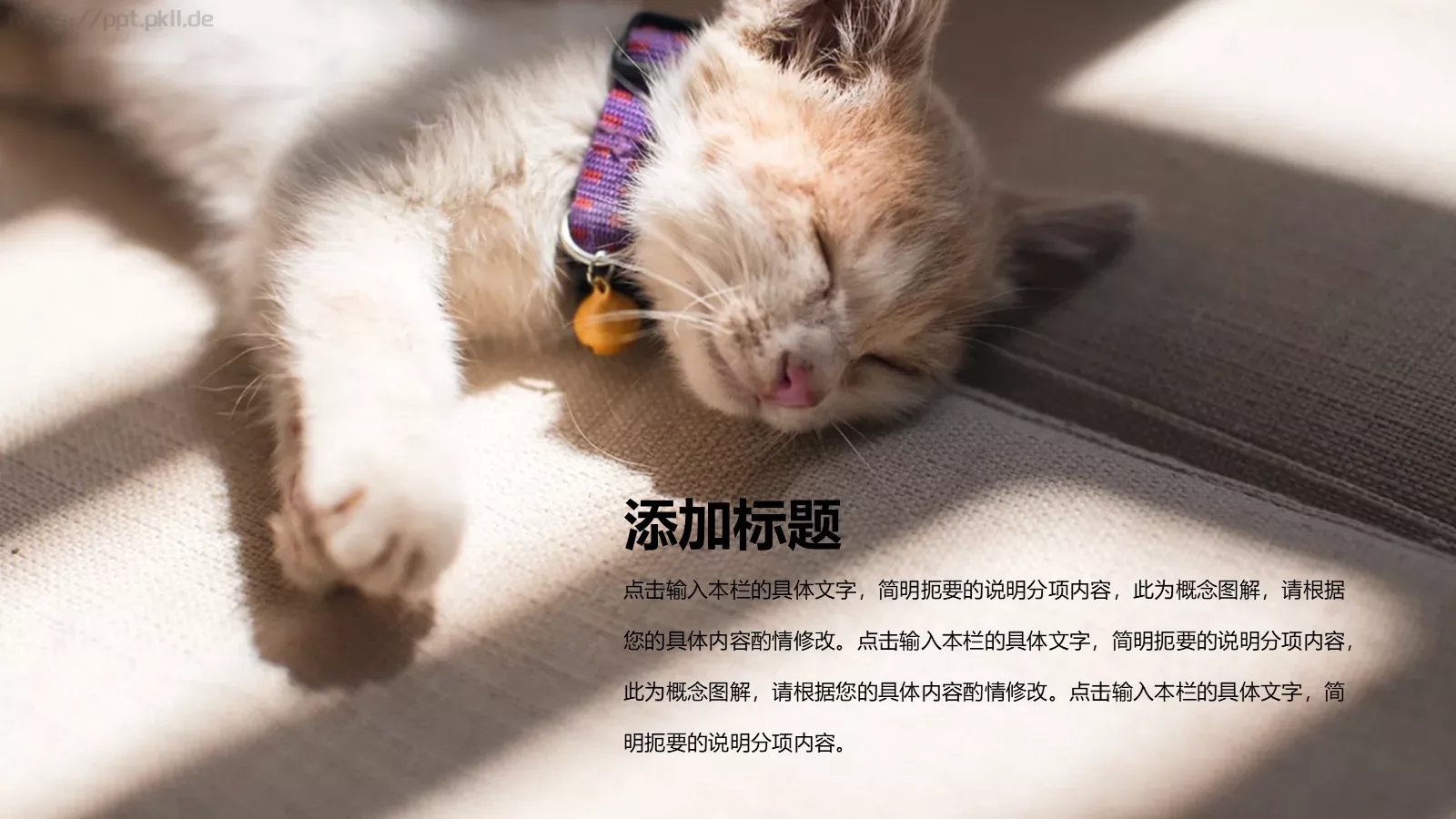 小猫咪萌宠可爱通用PPT模板 第 4 页缩略图