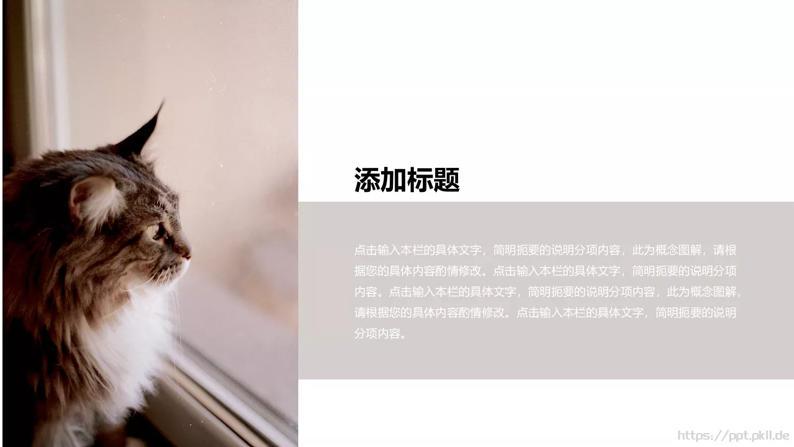 小猫咪萌宠可爱通用PPT模板 第 7 页预览图