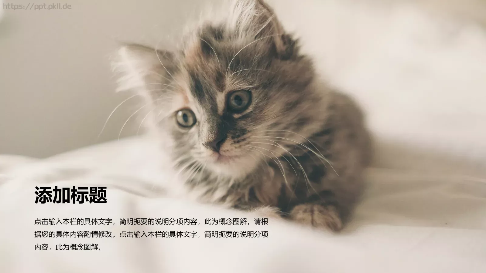 小猫咪萌宠可爱通用PPT模板 第 13 页预览图
