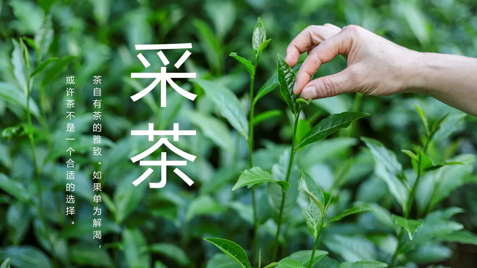 中国风茶叶茶文化宣传画册PPT模板 第 9 页预览图