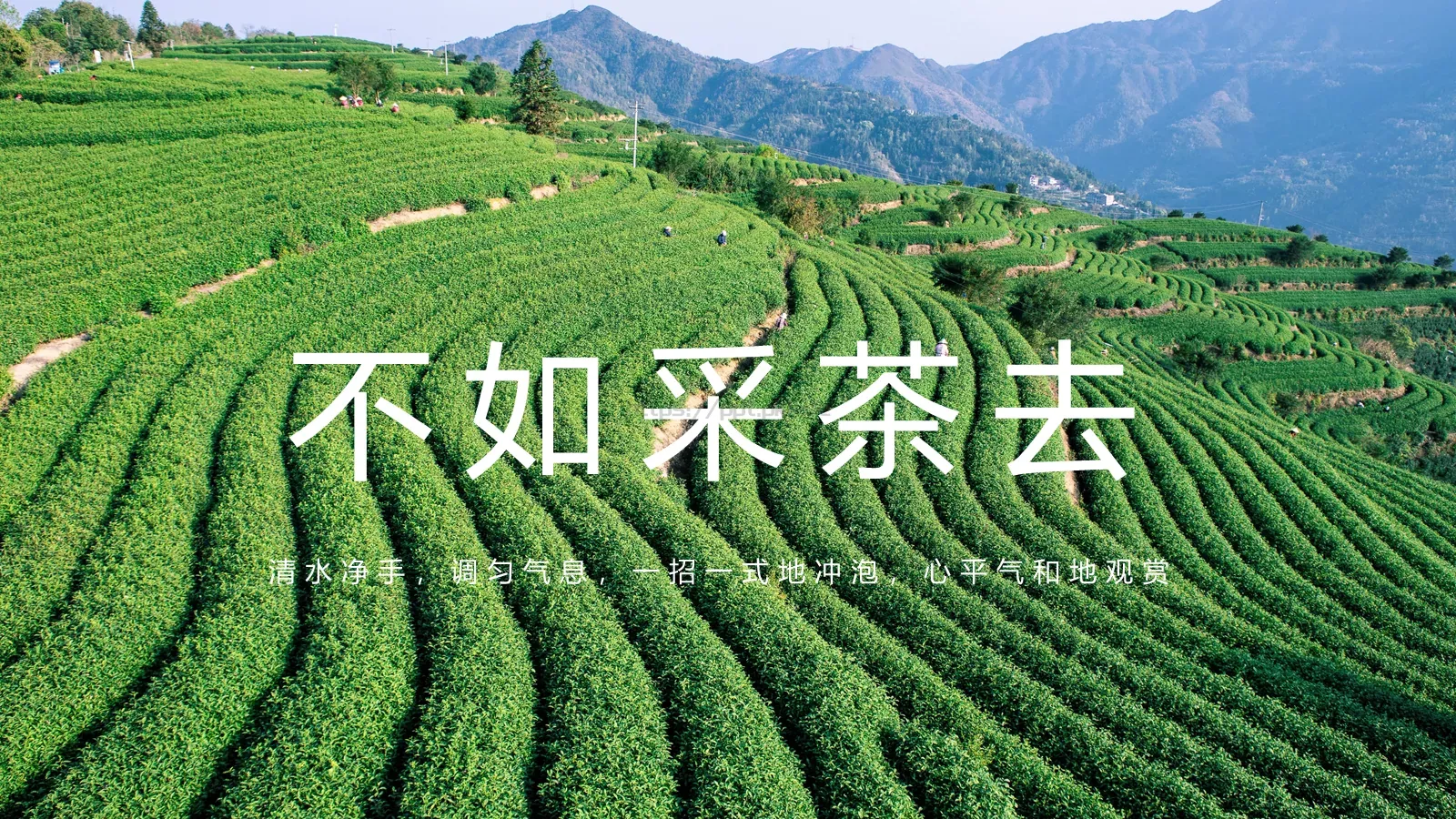 中国风茶叶茶文化宣传画册PPT模板 第 10 页预览图
