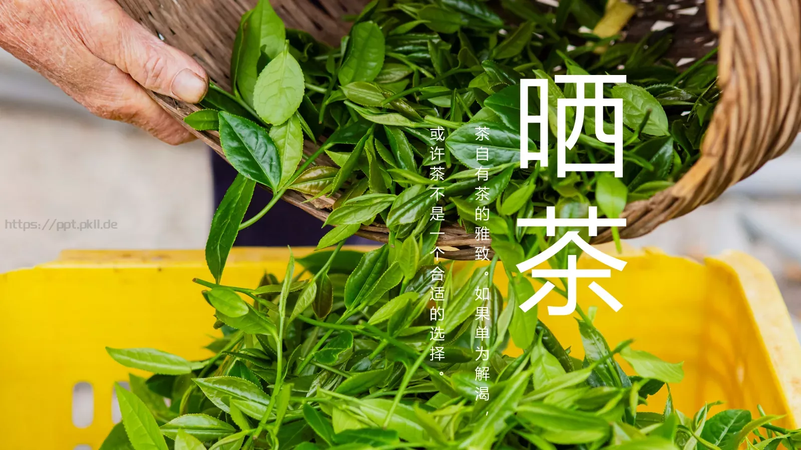 中国风茶叶茶文化宣传画册PPT模板 第 14 页预览图
