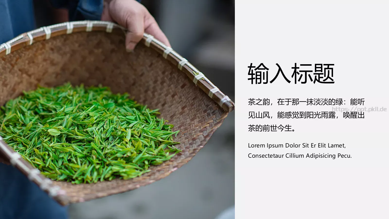 中国风茶叶茶文化宣传画册PPT模板 第 21 页预览图