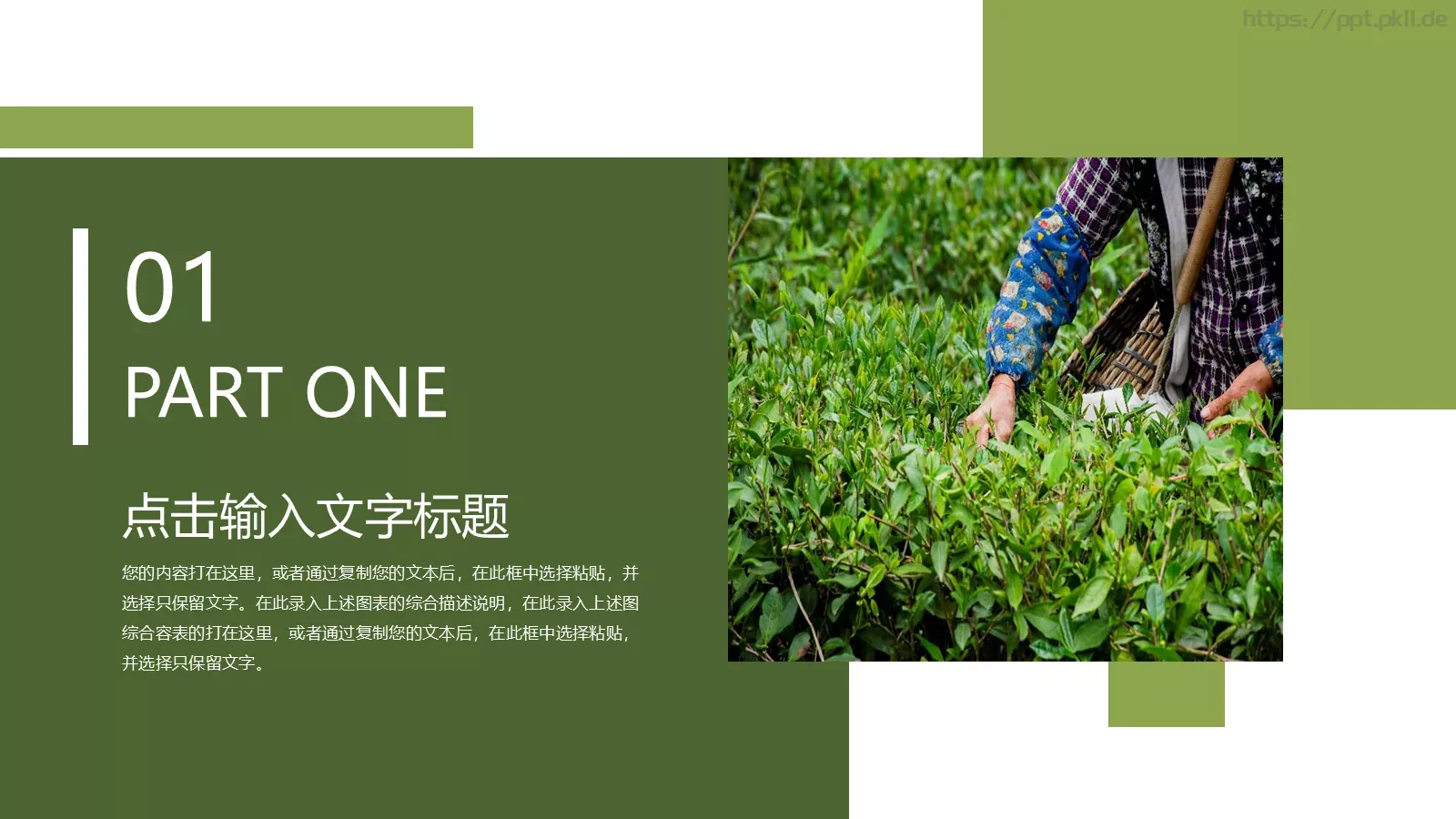 绿色简约春茶画册展示PPT模板 第 3 页缩略图
