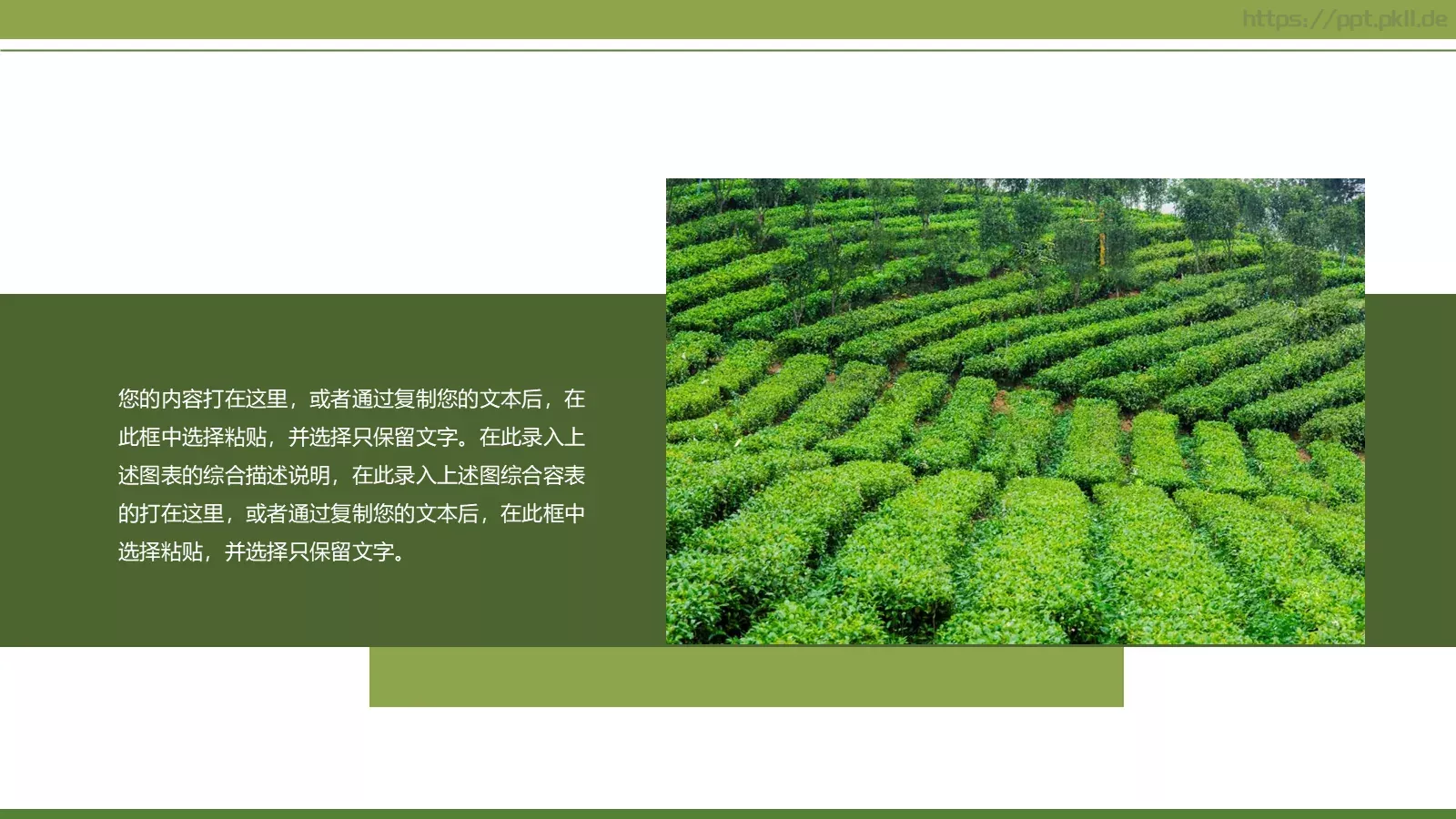 绿色简约春茶画册展示PPT模板 第 15 页预览图