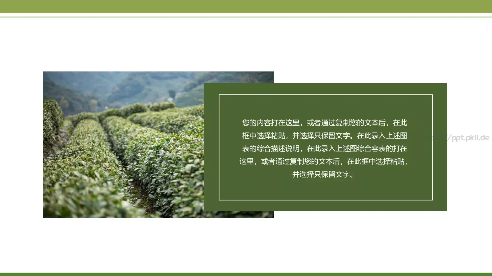 绿色简约春茶画册展示PPT模板 第 18 页预览图