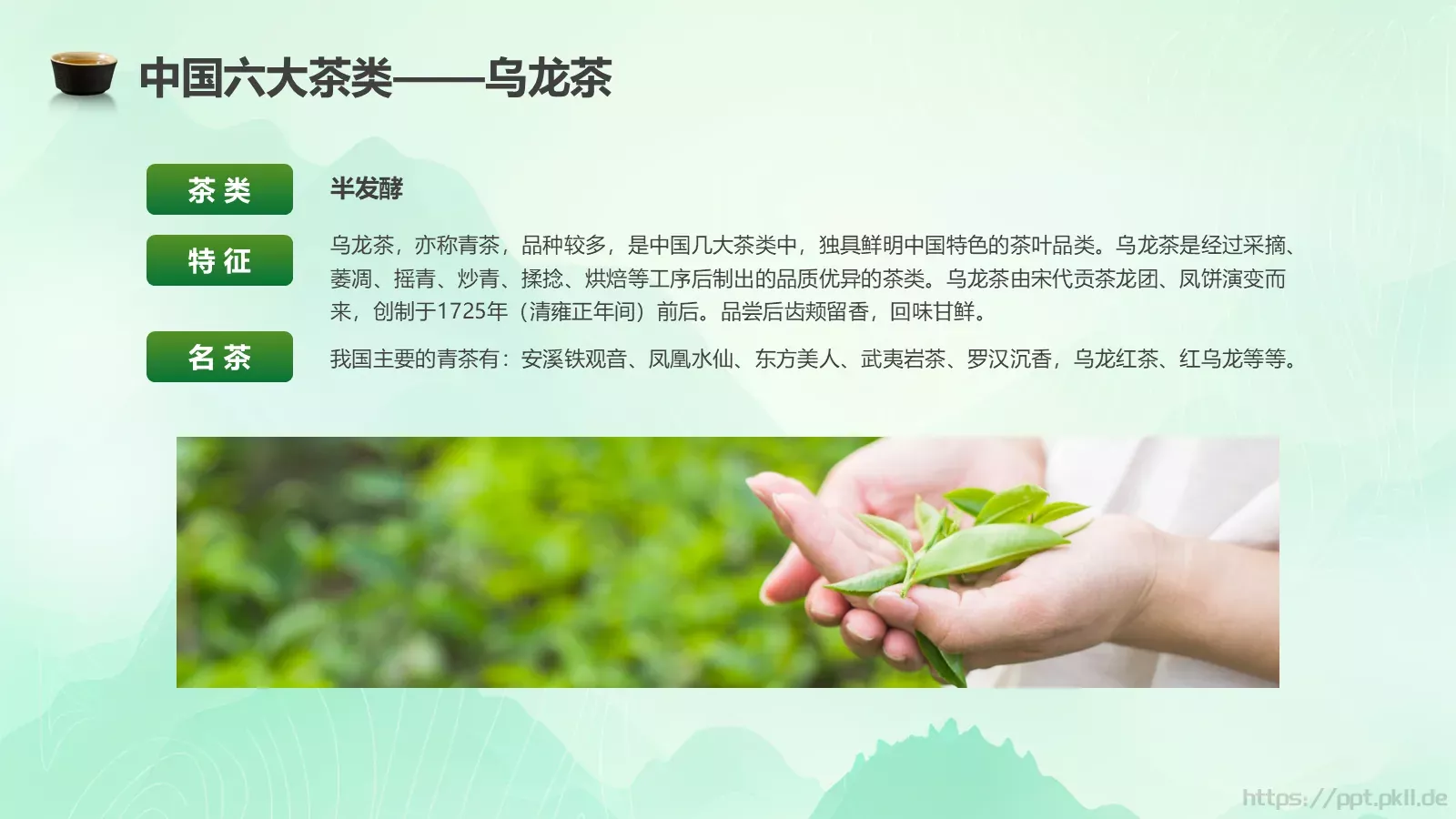 茶叶的种类培训课件PPT模板 第 6 页预览图