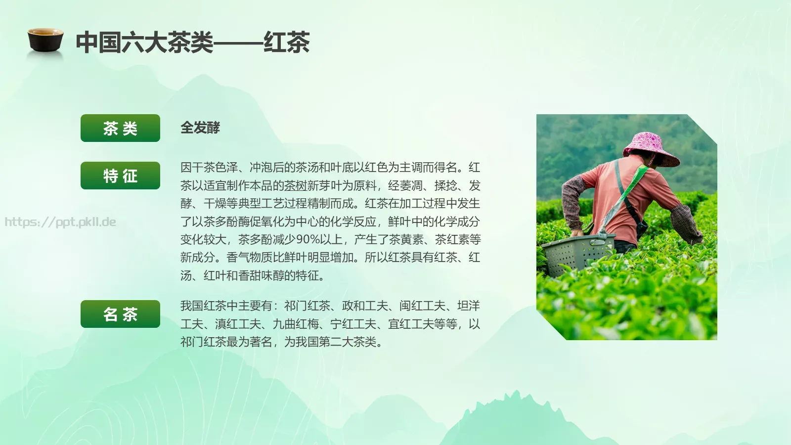 茶叶的种类培训课件PPT模板 第 4 页缩略图