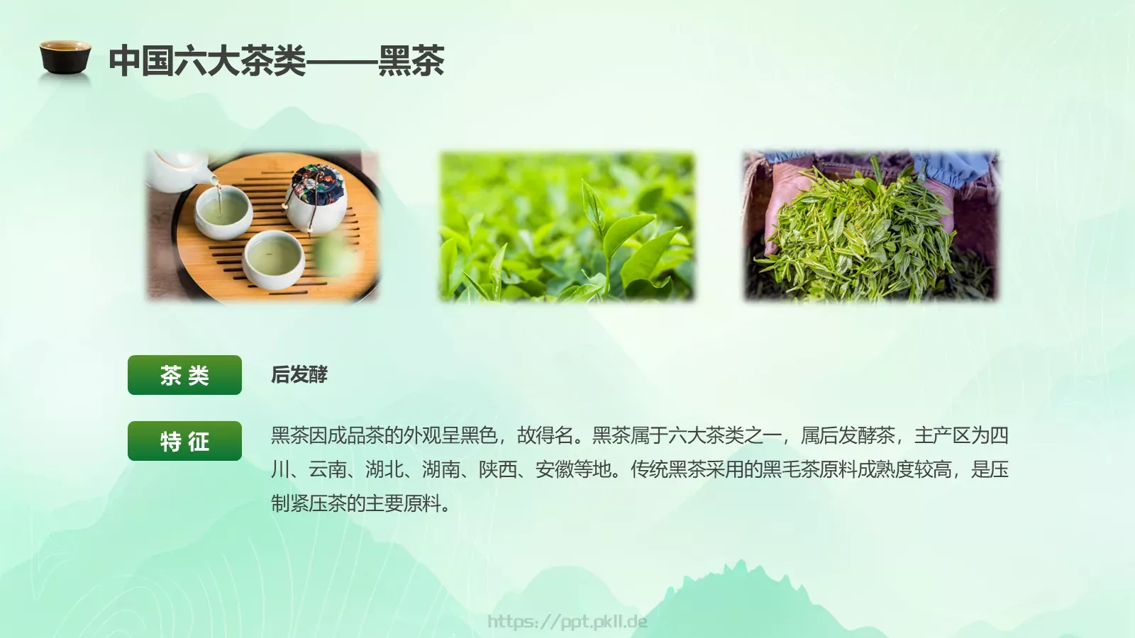茶叶的种类培训课件PPT模板 第 8 页预览图