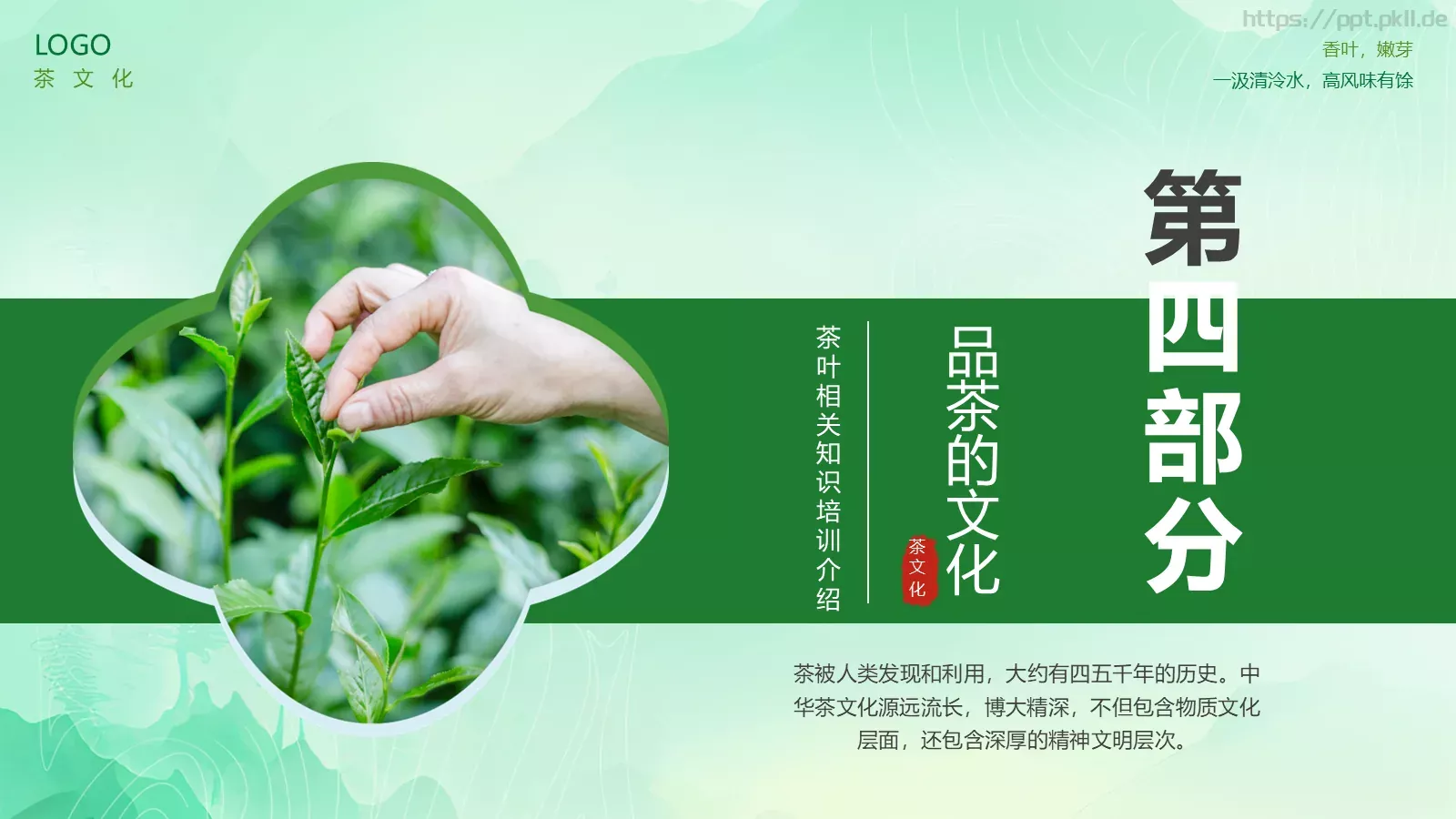 茶叶的种类培训课件PPT模板 第 24 页预览图