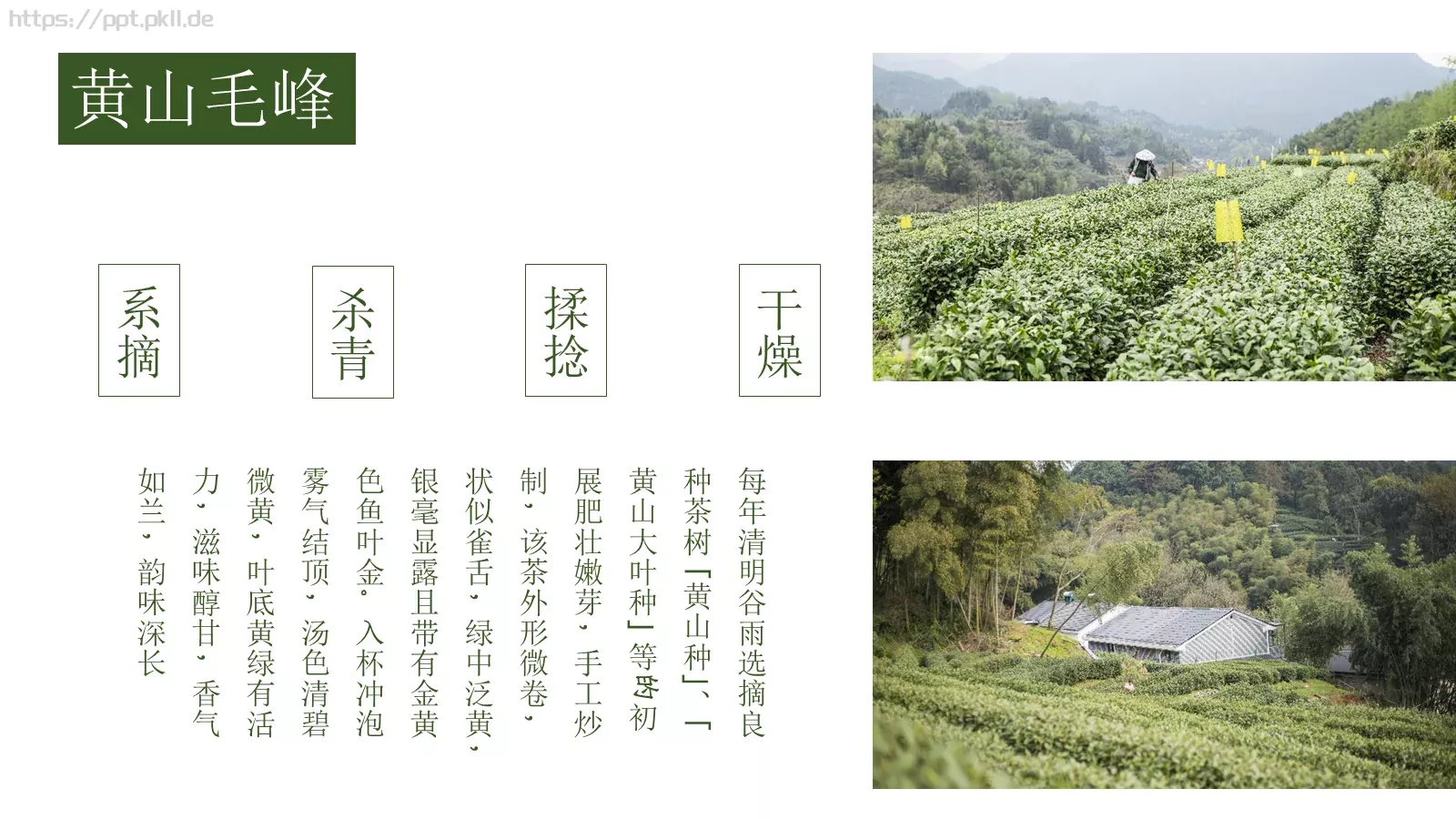 茶文化产品介绍画册PPT模板 第 9 页预览图