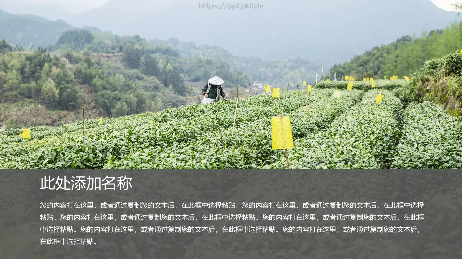 中国风简约茶叶主题PPT模板 第 6 页预览图
