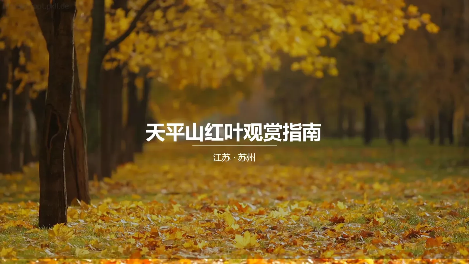 天平山红叶观赏指南PPT模板 第 1 页缩略图