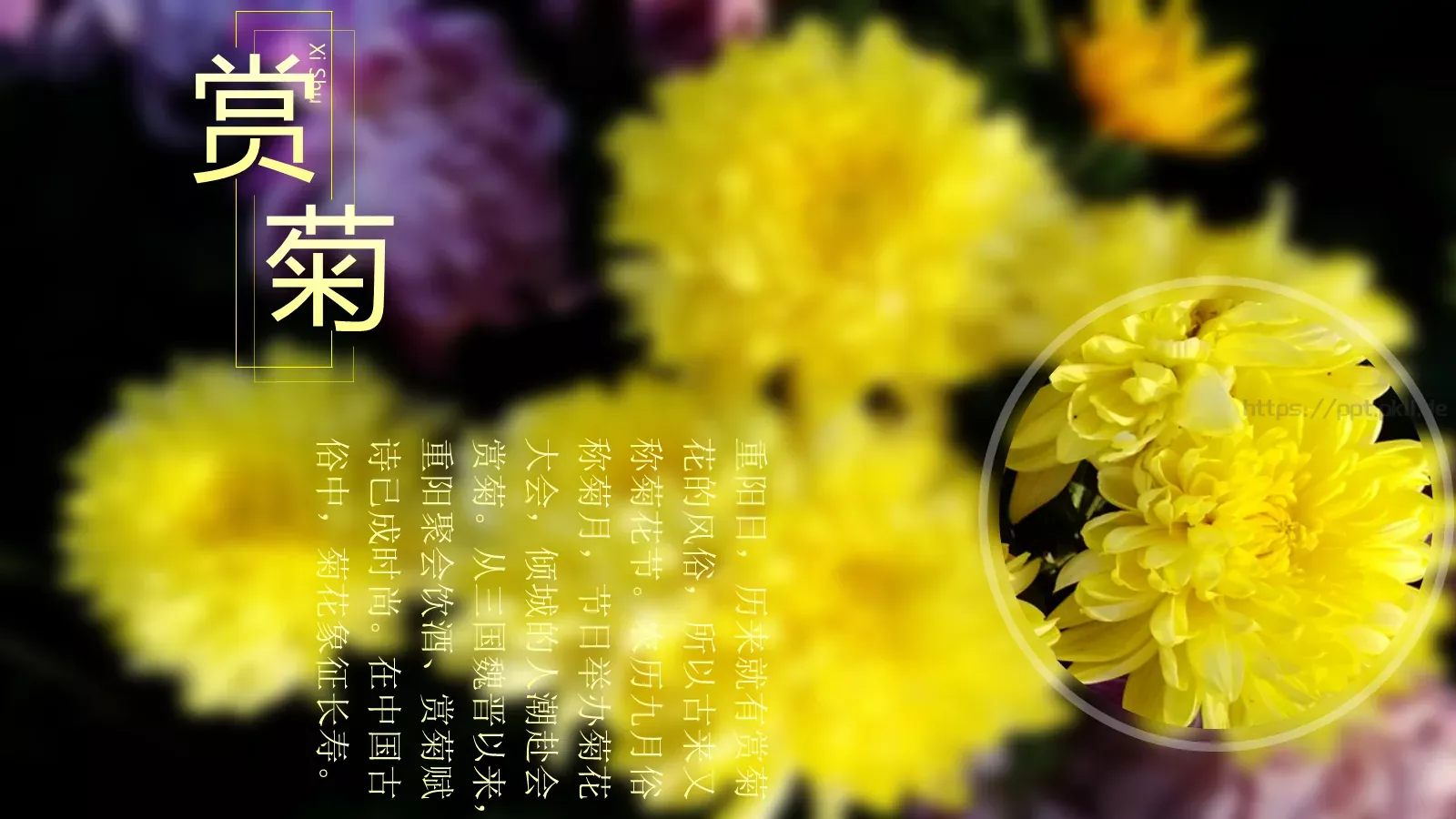 重阳节汇报PPT模板 第 10 页预览图