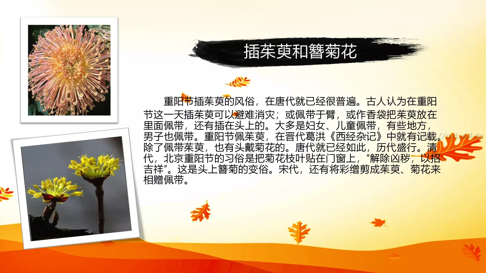 重阳节节日庆典PPT模板 第 10 页预览图